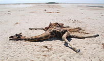 Namibia - Etosha National Park - Ozonjuitji m'Bari Waterhole - Dead Giraffe