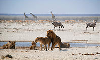 Namibia - Etosha National Park - Ozonjuitji m'Bari Waterhole - Lion