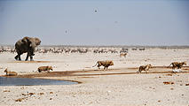 Namibia - Etosha National Park - Ozonjuitji m'Bari Waterhole - Lion - Fleeing - Elephant