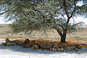 Namibia - Etosha National Park - Lion