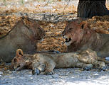 Namibia - Etosha National Park - Lion