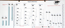 Namibia - Etosha Area - Ongava Main Lodge - White Rhino Chart