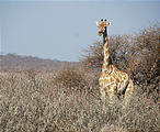 Namibia - Etosha National Park - Giraffe