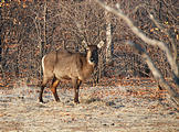 Namibia - Etosha National Park - Waterbuck