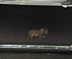 Namibia - Etosha National Park - Night Safari - Lion