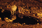 Namibia - Etosha Area - Ongava Main Lodge - Rhino at Waterhole