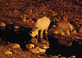 Namibia - Etosha Area - Ongava Main Lodge - Rhino at Waterhole