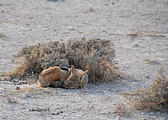 Namibia - Etosha National Park - Jackal