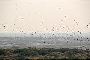 Namibia - Etosha National Park - Birds next to the Pan