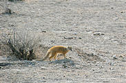 Namibia - Etosha National Park - Yellow Mongoose