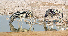 Namibia - Etosha National Park - Waterhole - Zebra