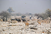 Namibia - Etosha National Park - Okaukuejo Waterhole - Zebra - Wildebeest - Springbok - Kudu