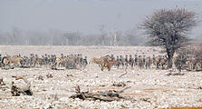 Namibia - Etosha National Park - Okaukuejo Waterhole - Lion - Zebra