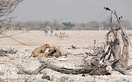 Namibia - Etosha National Park - Okaukuejo Waterhole - Lion Eating Rhino