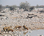 Namibia - Etosha National Park - Okaukuejo Waterhole - Lion