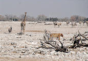 Namibia - Etosha National Park - Okaukuejo Waterhole - Giraffe - Lion