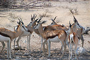 Namibia - Etosha National Park - Okaukuejo Waterhole - Springbok