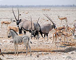 Namibia - Etosha National Park - Okaukuejo Waterhole - Springbok - Oryx - Zebra