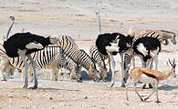 Namibia - Etosha National Park - Ostrich - Zebra - Springbok