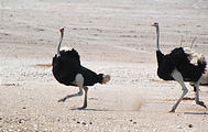 Namibia - Etosha National Park - Ostrich