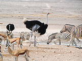 Namibia - Etosha National Park - Ostrich - Zebra - Springbok