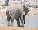 Namibia - Etosha National Park - Okaukuejo Waterhole - Elephant