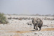 Namibia - Etosha National Park - Okaukuejo Waterhole - Elephant