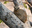 Namibia - Etosha Area - Ongava Main Lodge - Hyrax