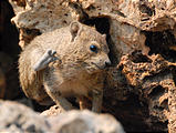 Namibia - Etosha Area - Ongava Main Lodge - Hyrax