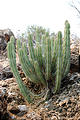 Namibia - Etosha Area - Ongava Main Lodge - Cactus