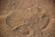 Namibia - Etosha Area - Rhino Print Track