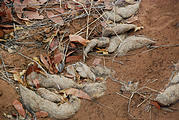 Namibia - Etosha Area - Hair from Lion Poop