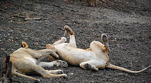 Namibia - Etosha Area - Lion