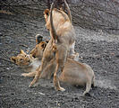 Namibia - Etosha Area - Lion