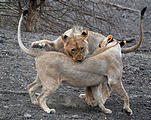 Namibia - Etosha Area - Lion