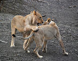 Namibia - Etosha Area - Lion