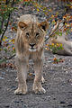 Namibia - Etosha Area - Lion