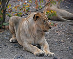 Namibia - Etosha Area - Lion