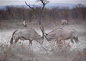 Namibia - Etosha Area - Oryx Fighting