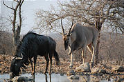 Namibia - Etosha - Waterhole from Hide - Wildebeest - Eland