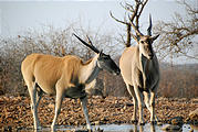 Namibia - Etosha - Waterhole from Hide - Eland