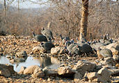 Namibia - Etosha - Waterhole from Hide - Guinea Fowl