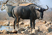 Namibia - Etosha - Waterhole from Hide - Wildebeest