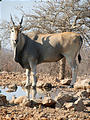 Namibia - Etosha - Waterhole from Hide - Eland