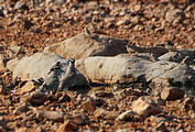 Namibia - Etosha - Waterhole from Hide - Bird