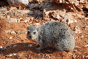 Namibia - Etosha Area - Hyrax