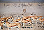 Namibia - Etosha