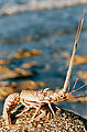 Evening - Lobster Shell (Punta Las Pilitas)