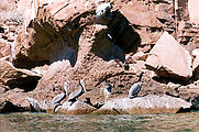 Pelicans on Rocks (Isla Espíritu Santo)