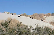 Bufeo Dunes - Turkey Vultures (12/31/2001 9:57 AM)